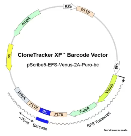 Clonetracker Xp Barcode Vector