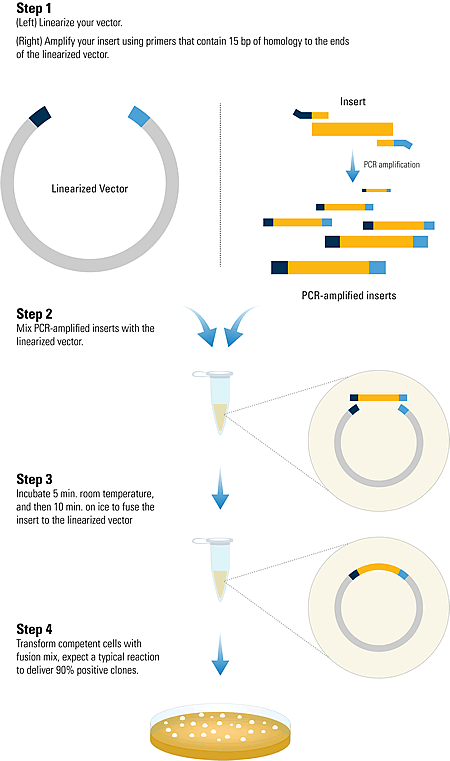 Cold Fusion Cloning How It Works