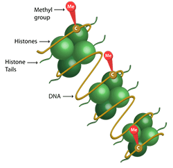 Dna Methylation Figure