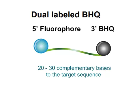 Dual Labled Bhq Probes