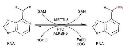 M6a Methylation